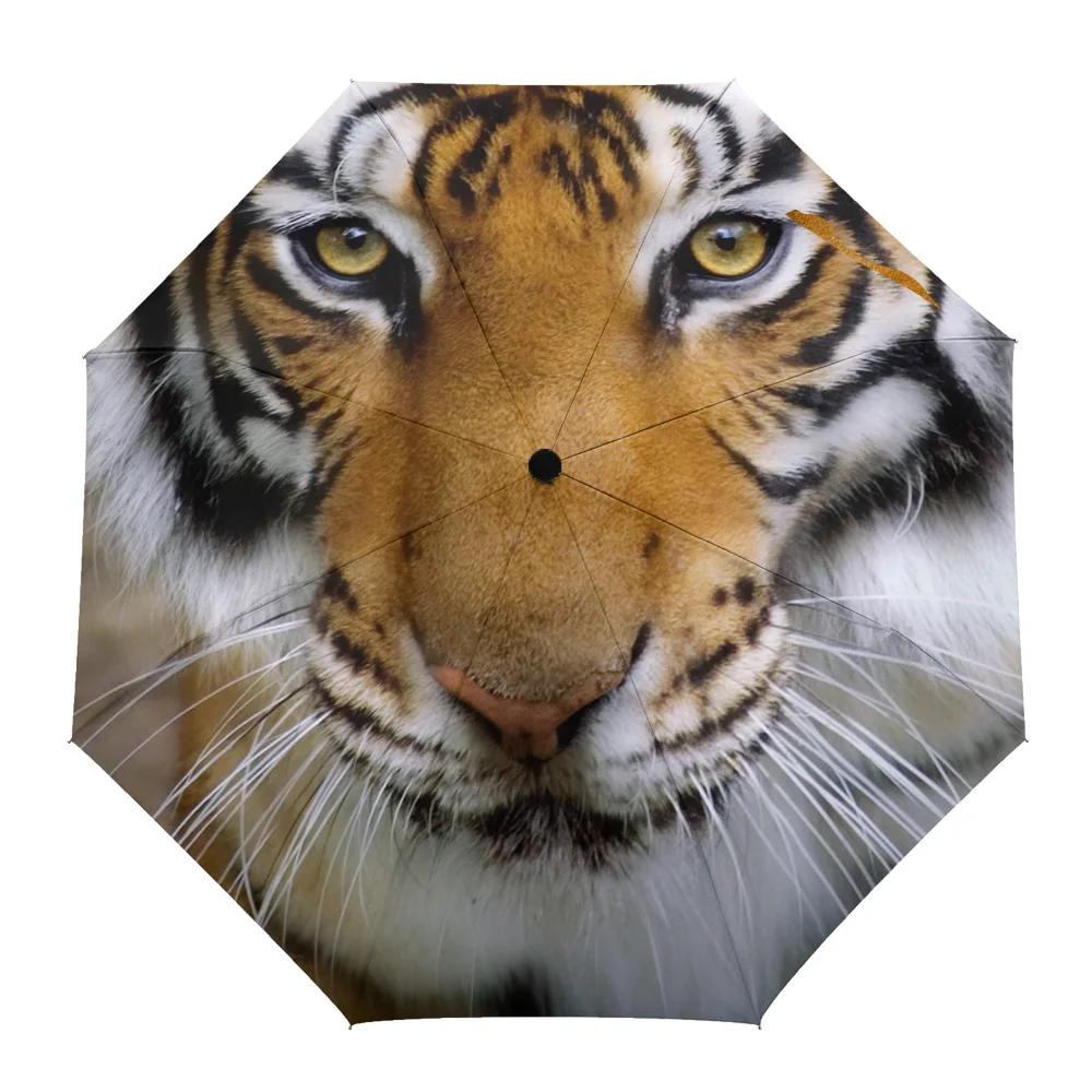 Tiger Carnivore Beast  ڵ Ķ , 8  , ̽  ߿ ,   